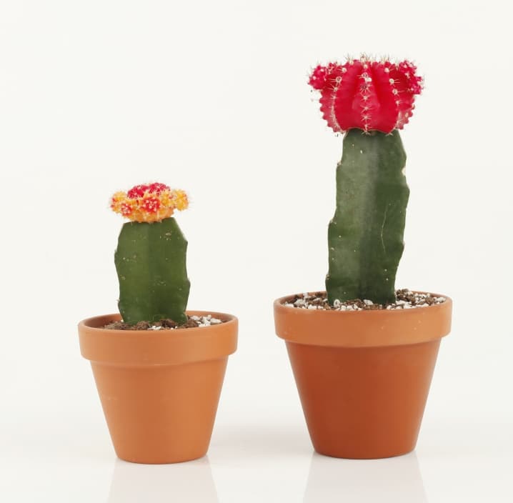Joinflower - Mini Grafted Cacti